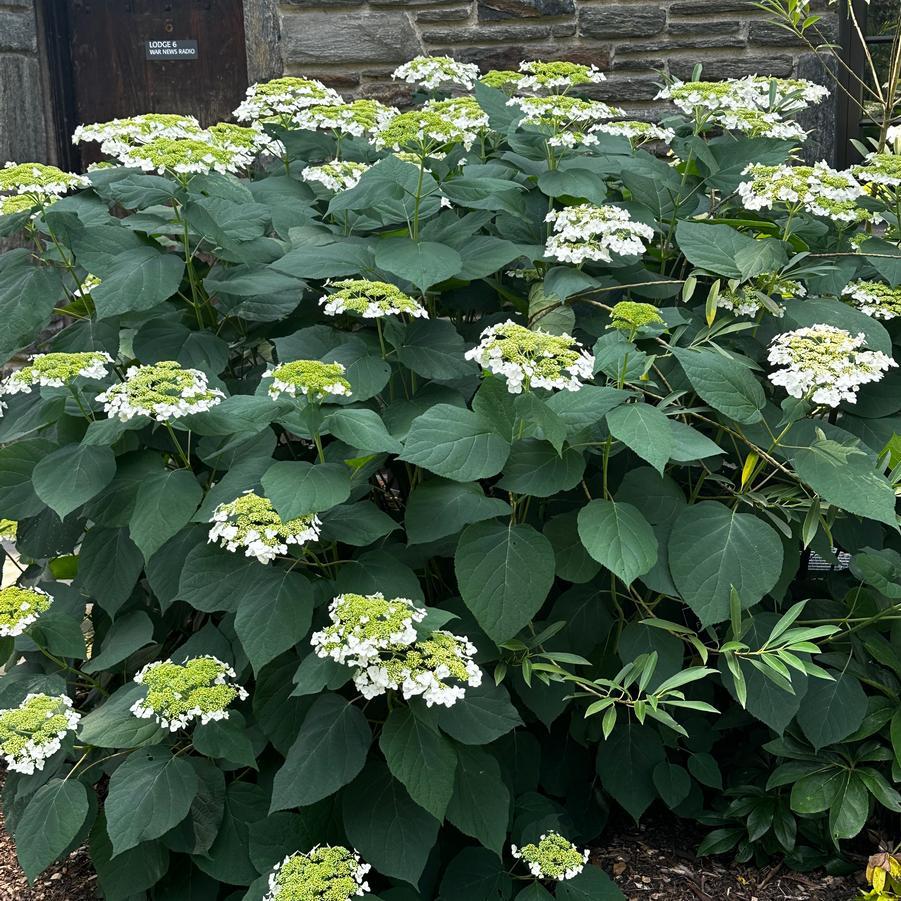 Hydrangea Arborescens Haas Halo - View 14 from www redcrocus com