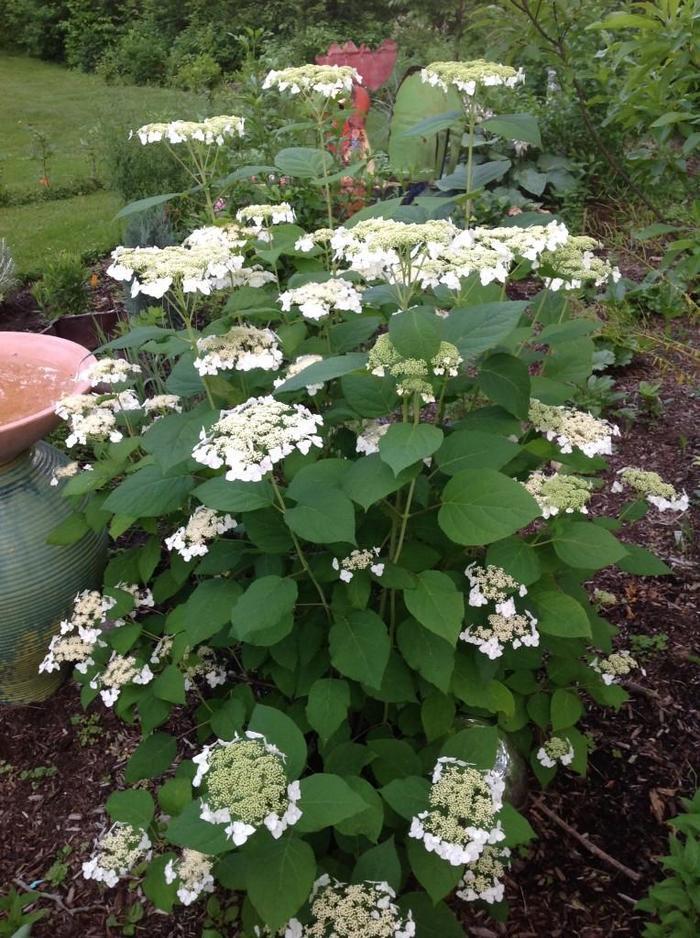 Hydrangea Arborescens Haas Halo - View 15 from www redcrocus com