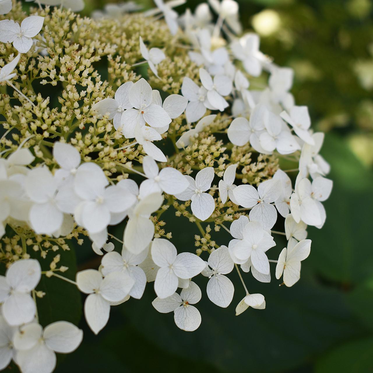Hydrangea Arborescens Haas Halo - View 16 from www redcrocus com