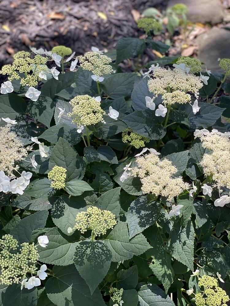 Hydrangea Arborescens Haas Halo - View 17 from www redcrocus com