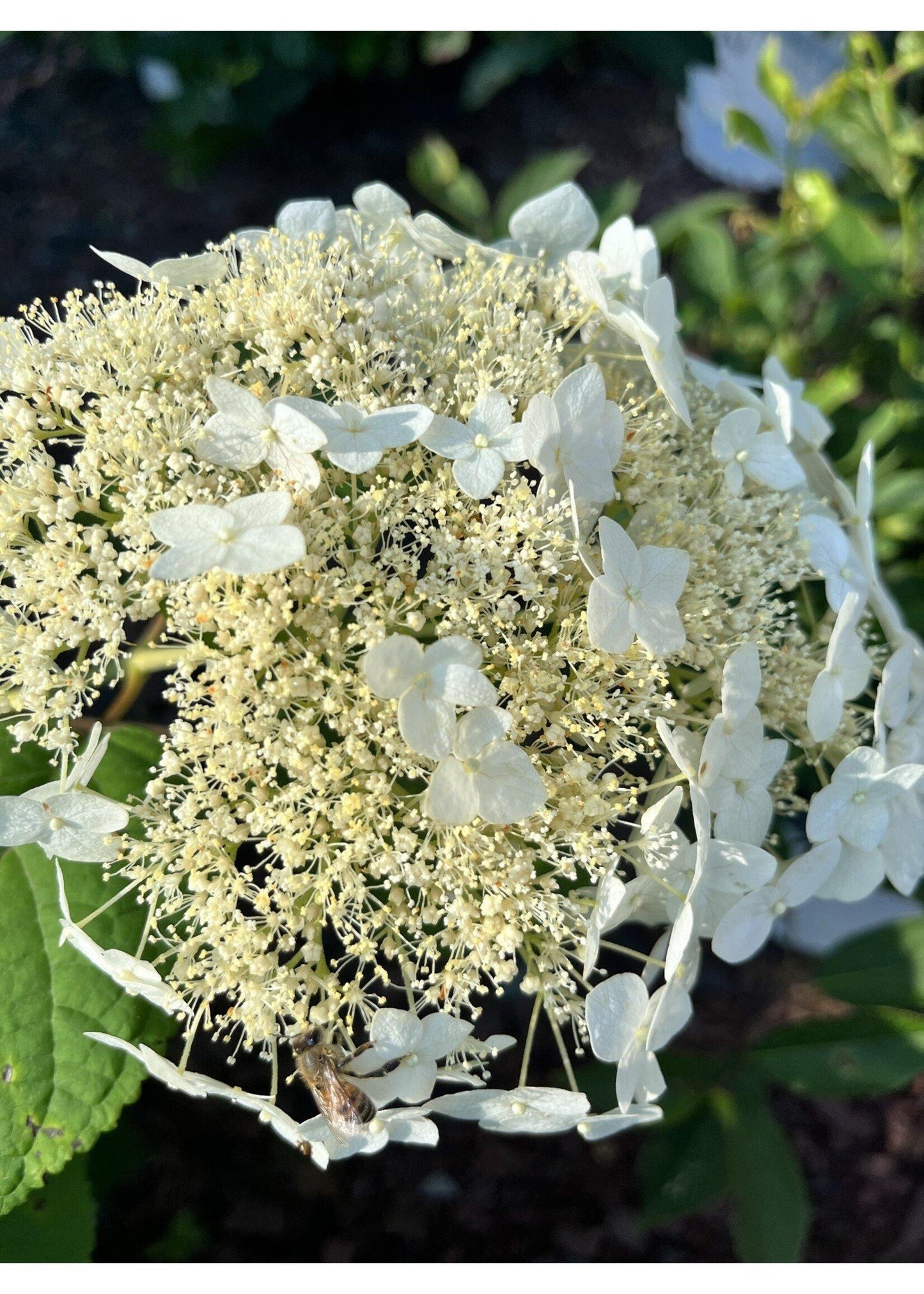 Hydrangea Arborescens Haas Halo - View 18 from www redcrocus com