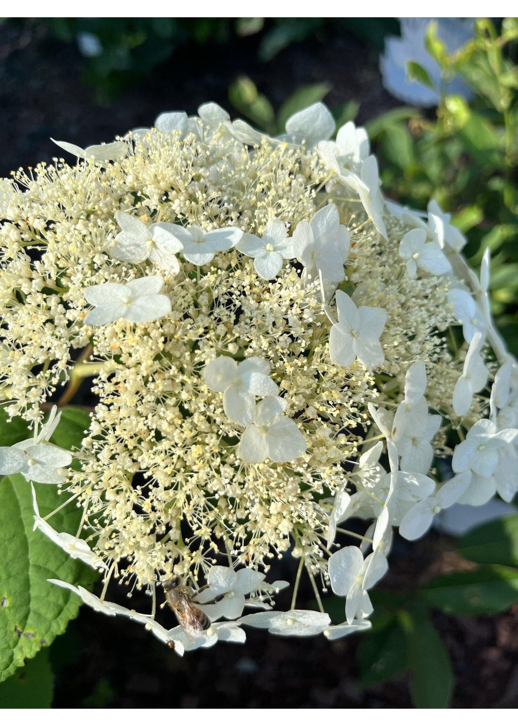 Hydrangea Arborescens Haas Halo - View 18 from www redcrocus com