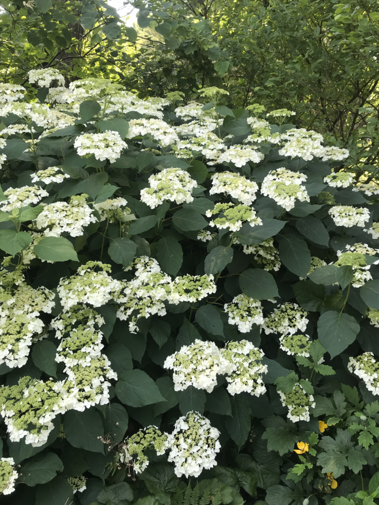 Hydrangea Arborescens Haas Halo - View 19 from www redcrocus com
