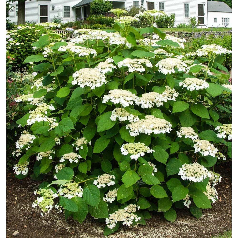Hydrangea Arborescens Haas Halo - View 1 from www redcrocus com