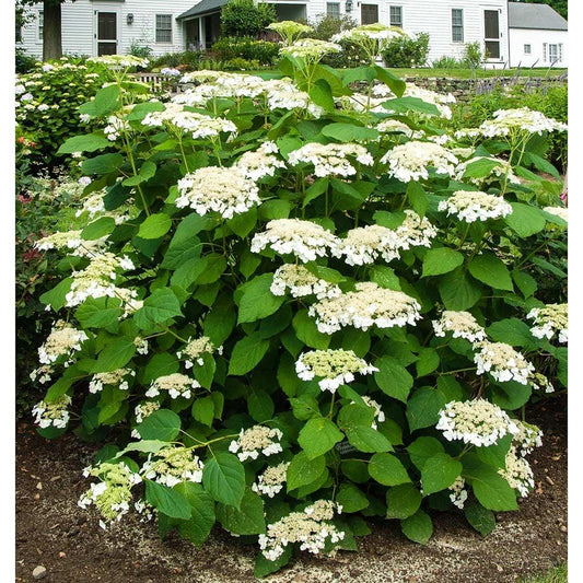 Hydrangea Arborescens Haas Halo - View 1 from www redcrocus com