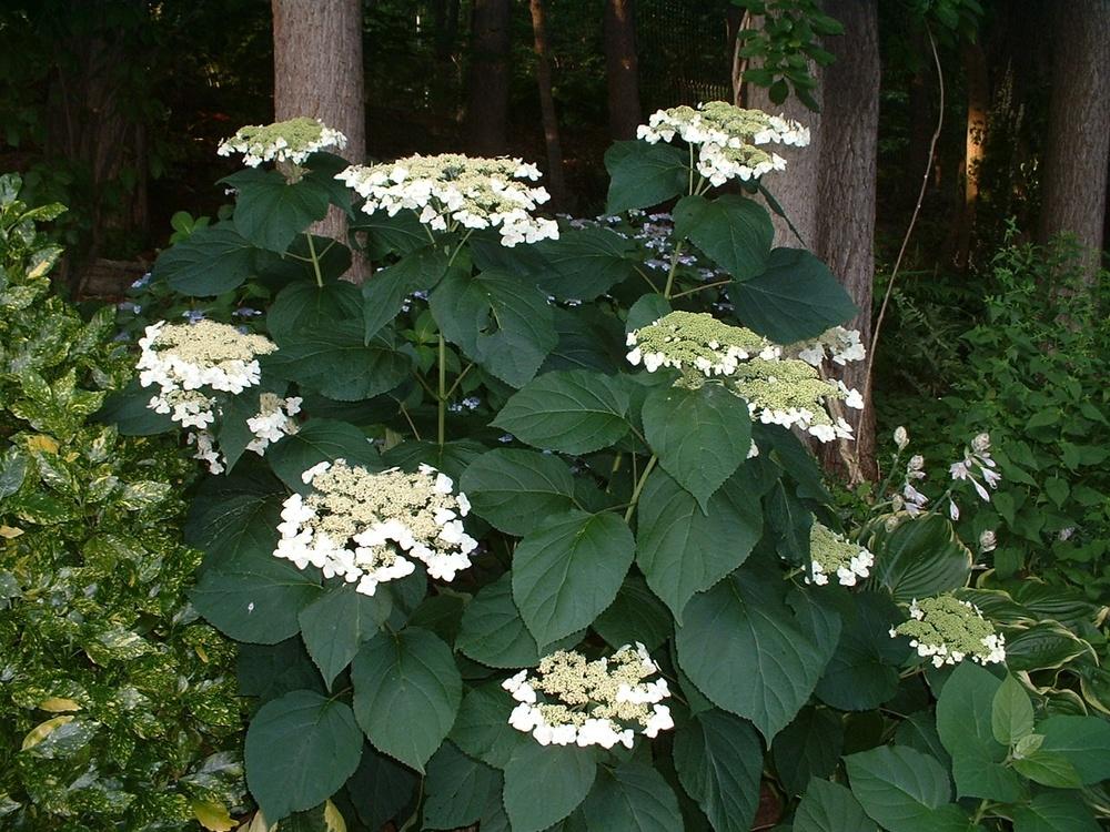 Hydrangea Arborescens Haas Halo - View 20 from www redcrocus com