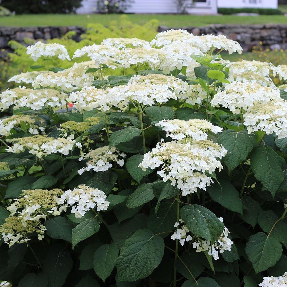 Hydrangea Arborescens Haas Halo - View 2 from www redcrocus com