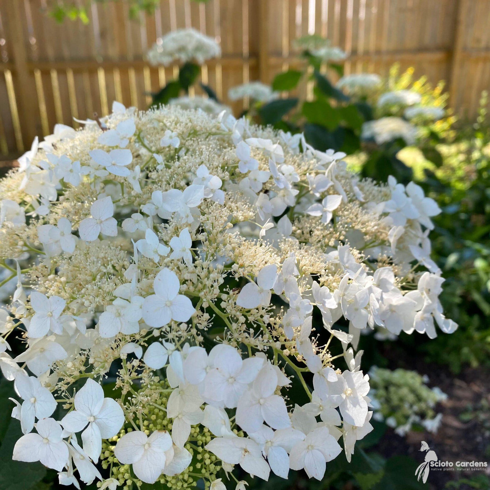 Hydrangea Arborescens Haas Halo - View 4 from www redcrocus com