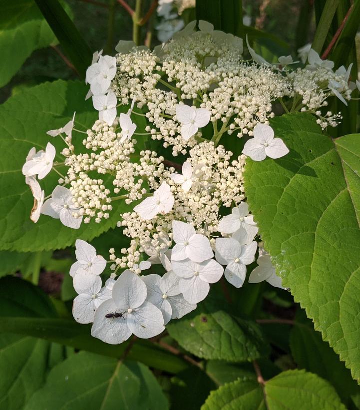 Hydrangea Arborescens Haas Halo - View 5 from www redcrocus com