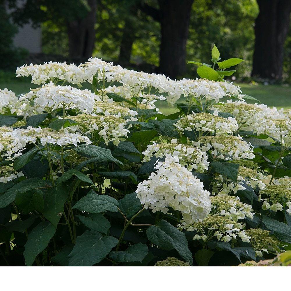 Hydrangea Arborescens Haas Halo - View 6 from www redcrocus com
