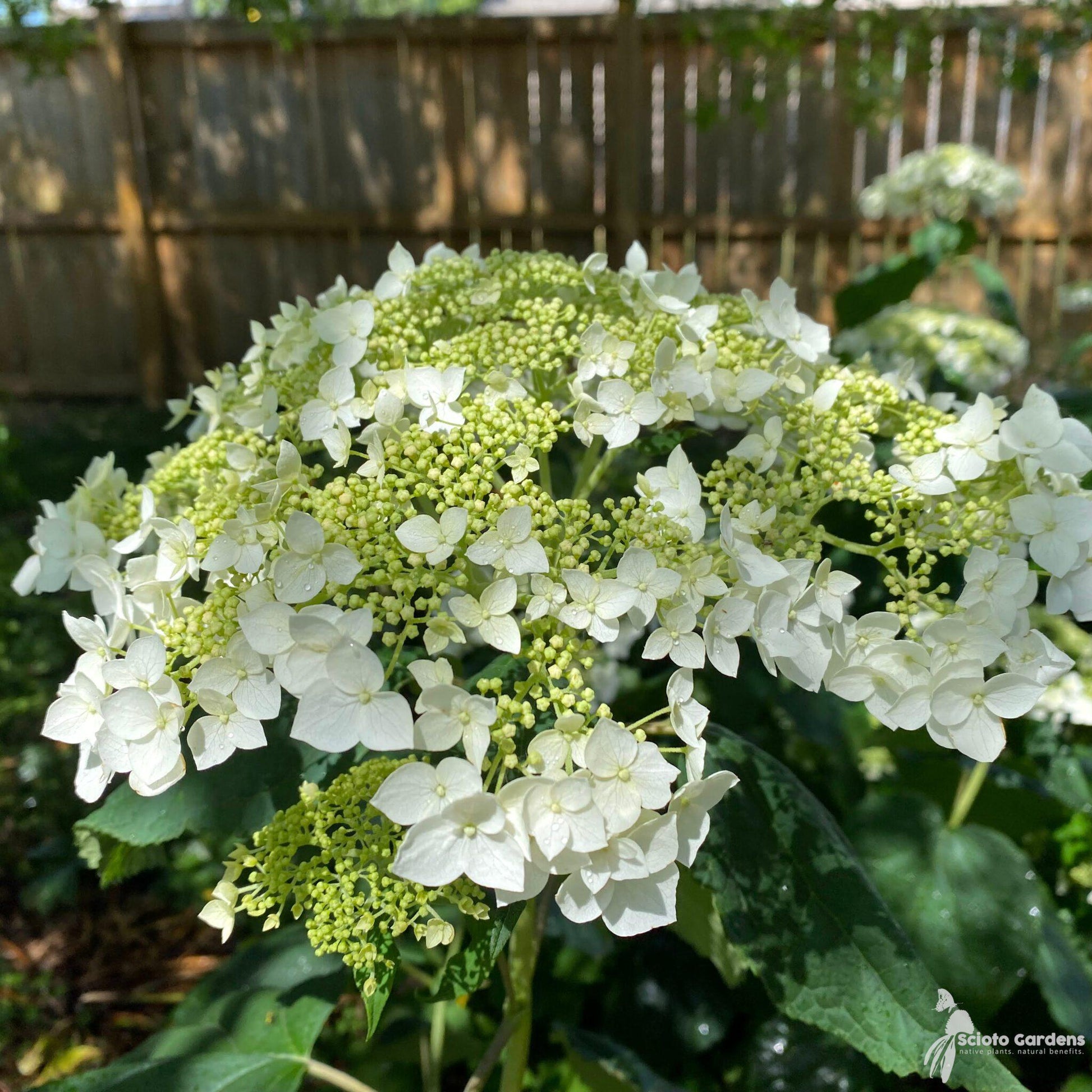 Hydrangea Arborescens Haas Halo - View 7 from www redcrocus com