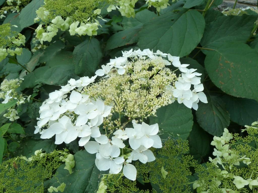 Hydrangea Arborescens Haas Halo - View 8 from www redcrocus com