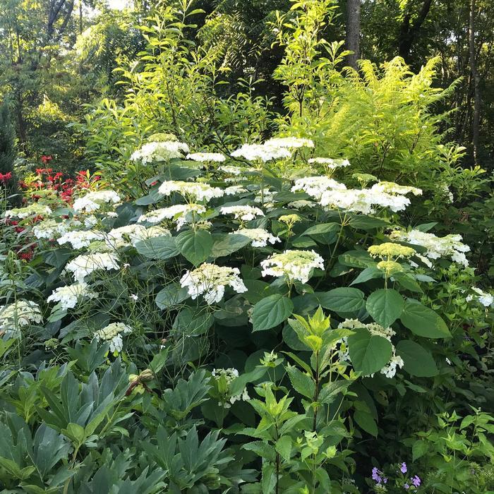 Hydrangea Arborescens Haas Halo - View 9 from www redcrocus com