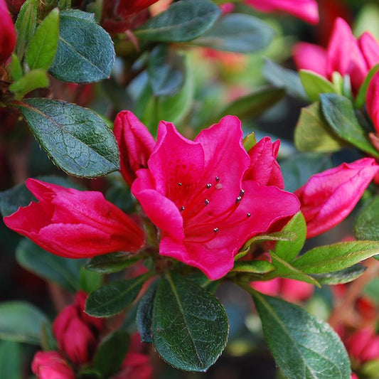 Azalea Bixby - View 1 from www redcrocus com