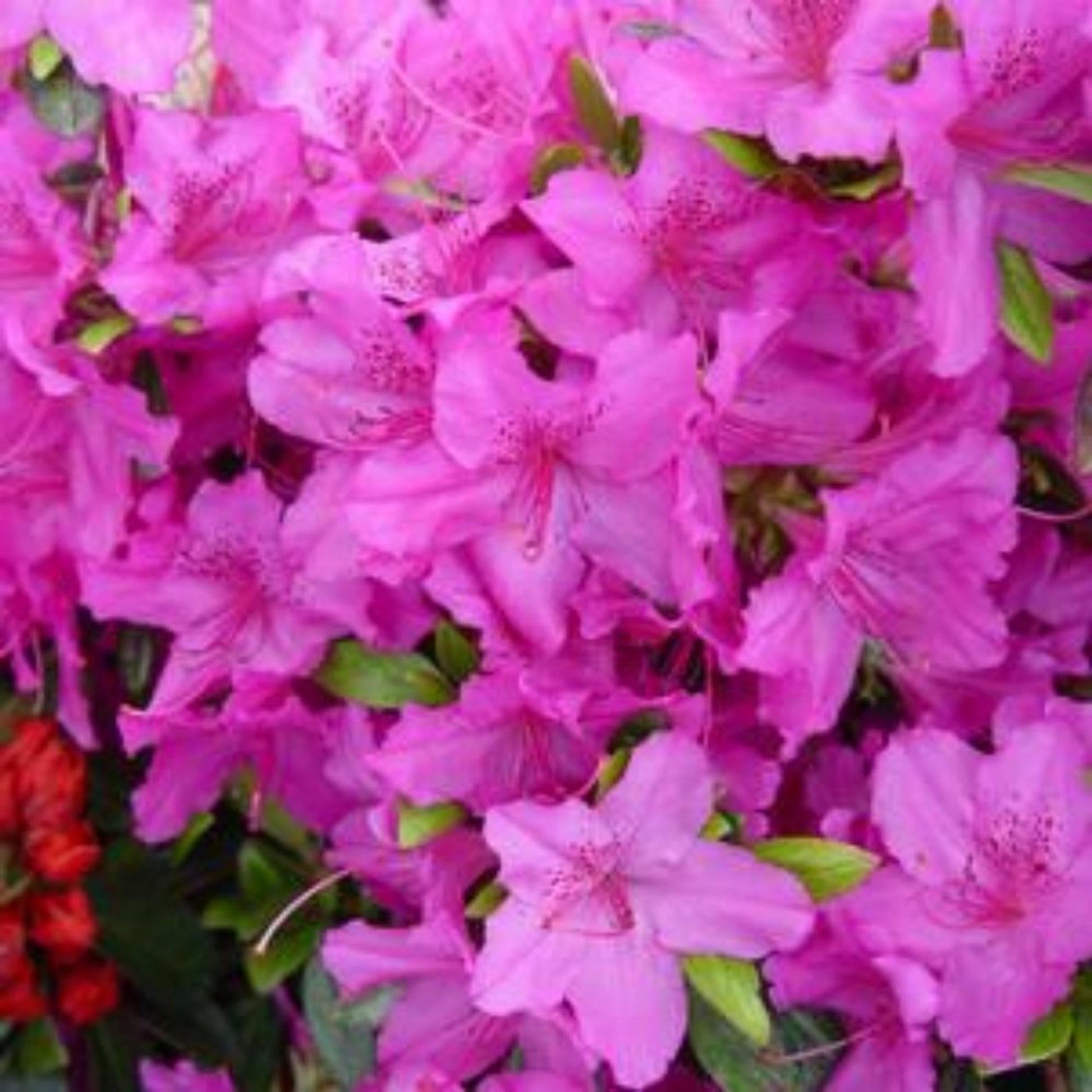 Azalea Bixby - View 7 from www redcrocus com