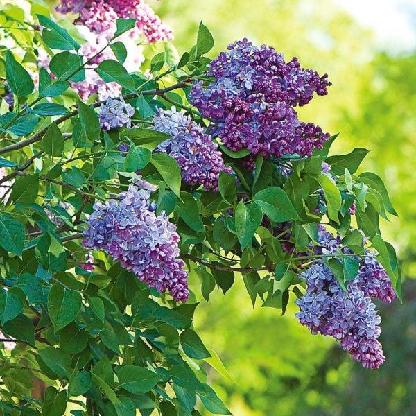 Syringa Vulgaris President Lincoln - View 11 from www redcrocus com