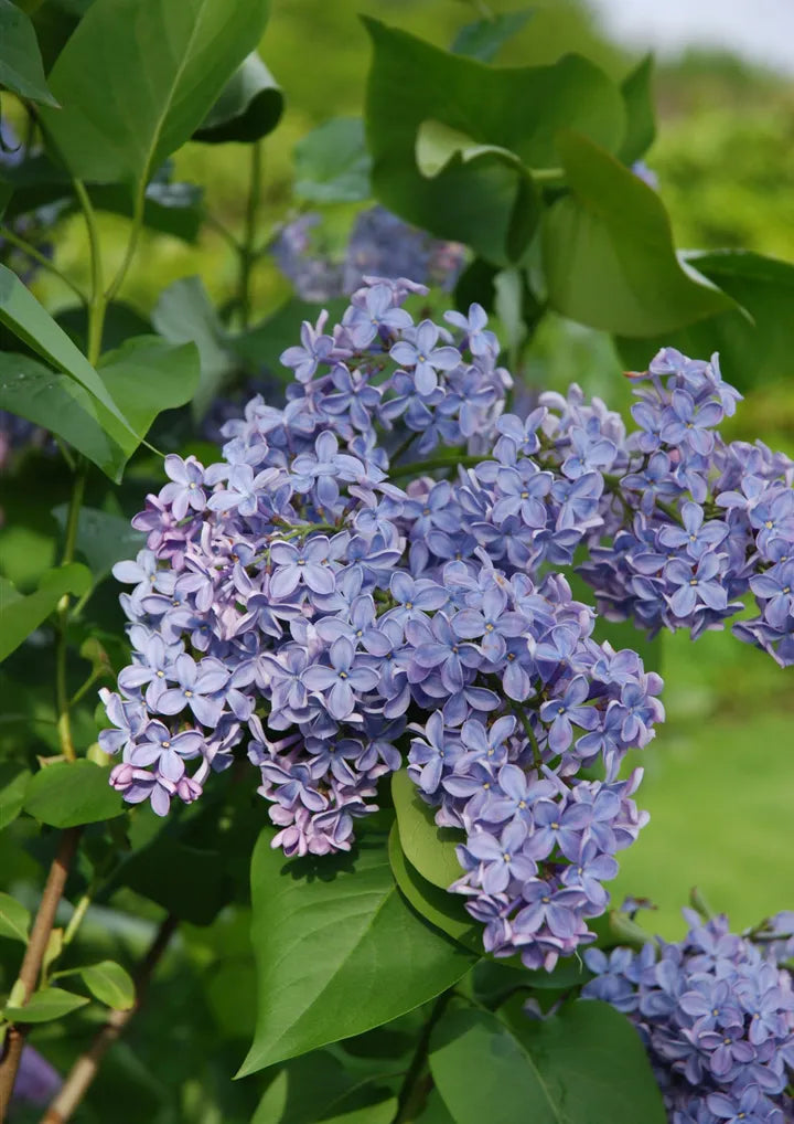 Syringa Vulgaris President Lincoln - View 12 from www redcrocus com