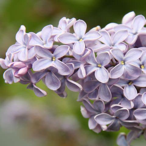 Syringa Vulgaris President Lincoln - View 14 from www redcrocus com