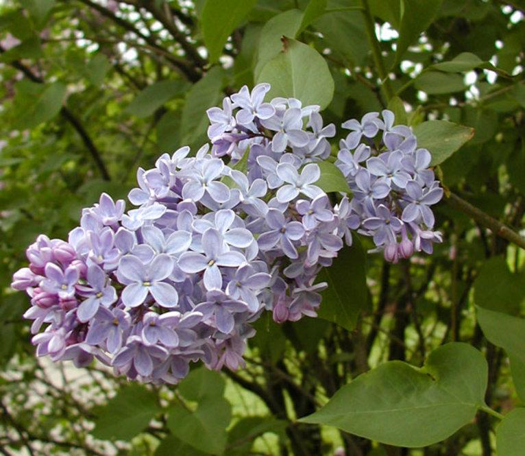 Syringa Vulgaris President Lincoln - View 15 from www redcrocus com