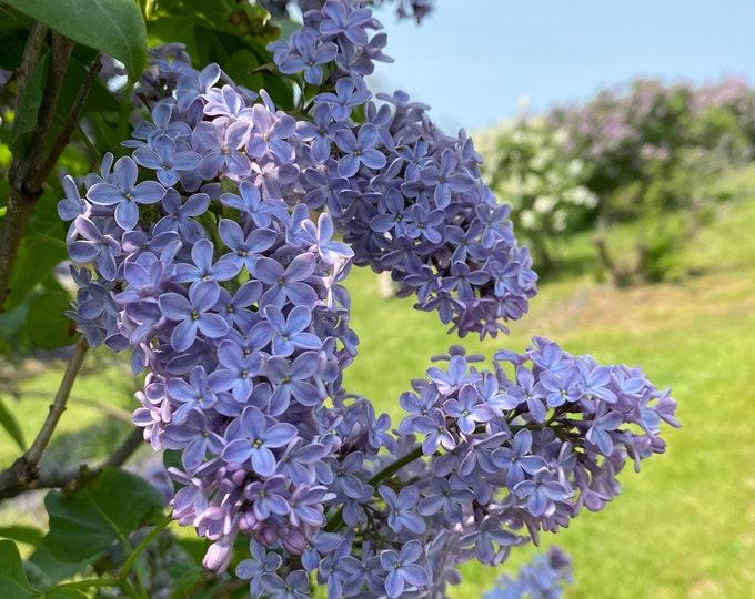 Syringa Vulgaris President Lincoln - View 16 from www redcrocus com