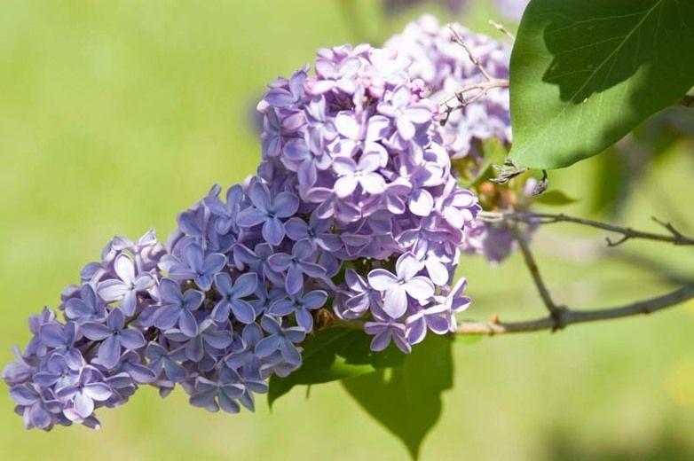 Syringa Vulgaris President Lincoln - View 17 from www redcrocus com