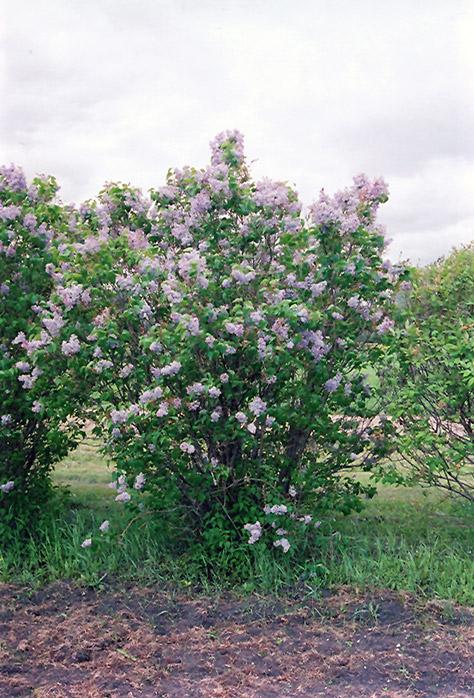 Syringa Vulgaris President Lincoln - View 1 from www redcrocus com