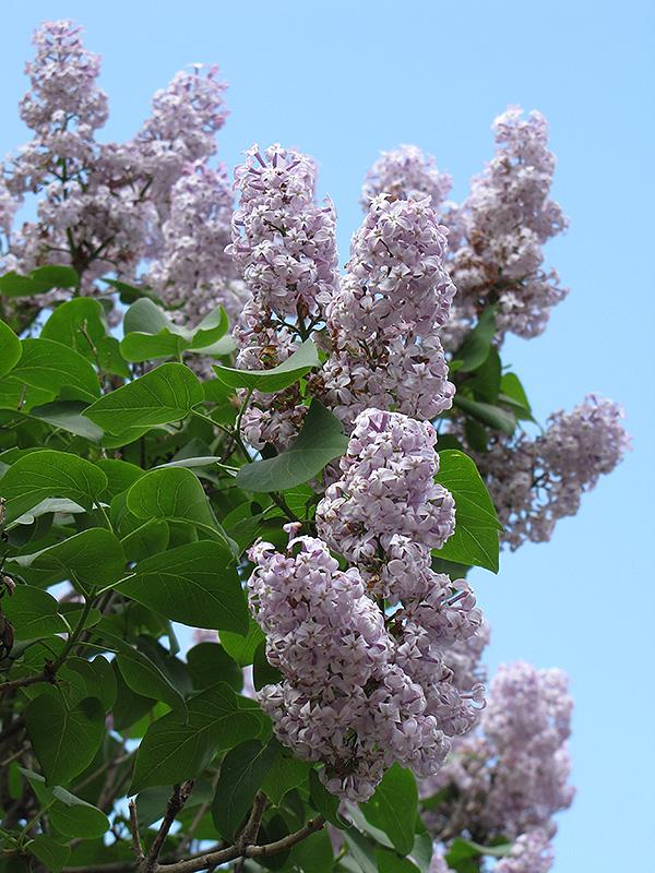 Syringa Vulgaris President Lincoln - View 5 from www redcrocus com