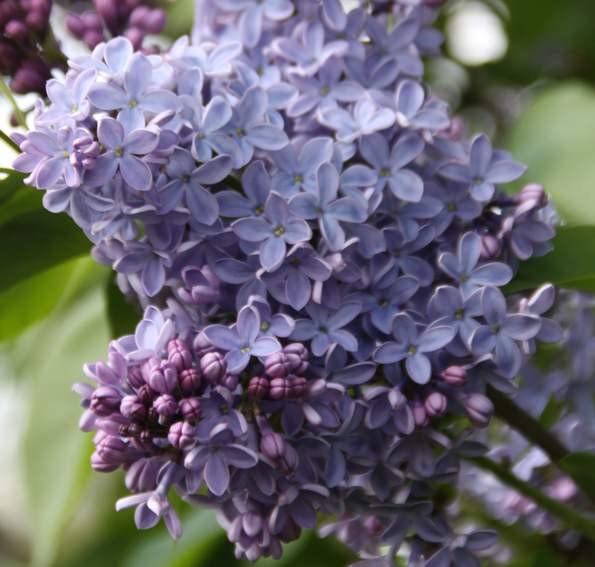Syringa Vulgaris President Lincoln - View 7 from www redcrocus com