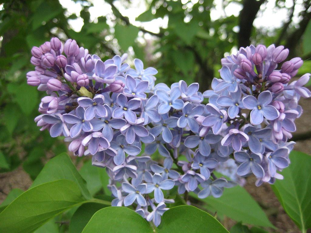 Syringa Vulgaris President Lincoln - View 8 from www redcrocus com