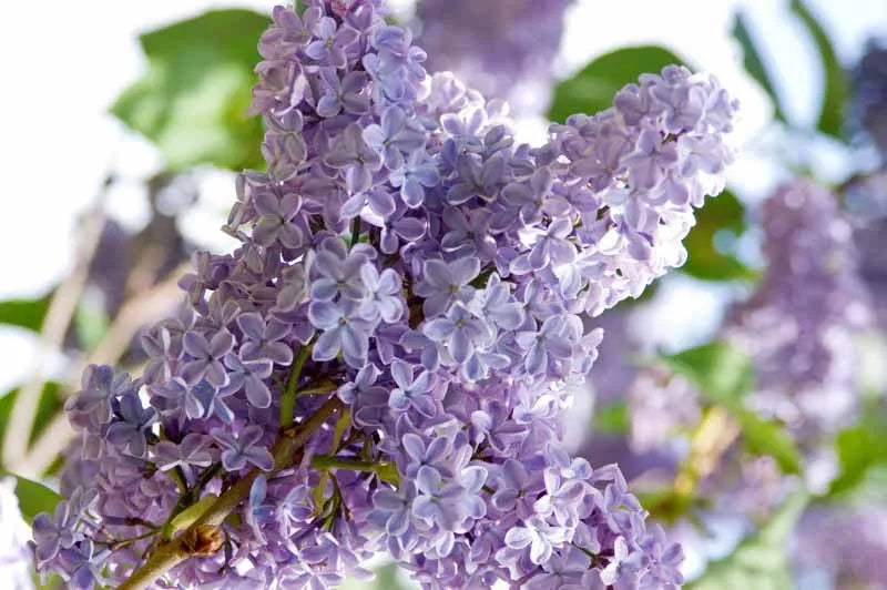 Syringa Vulgaris President Lincoln - View 8 from www redcrocus com