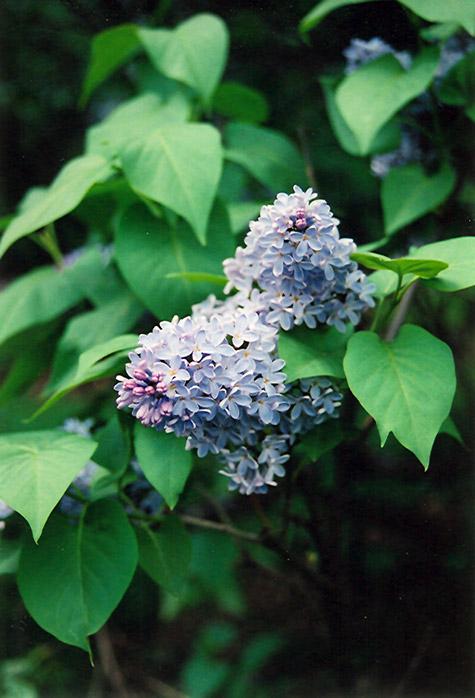 Syringa Vulgaris President Lincoln - View 9 from www redcrocus com