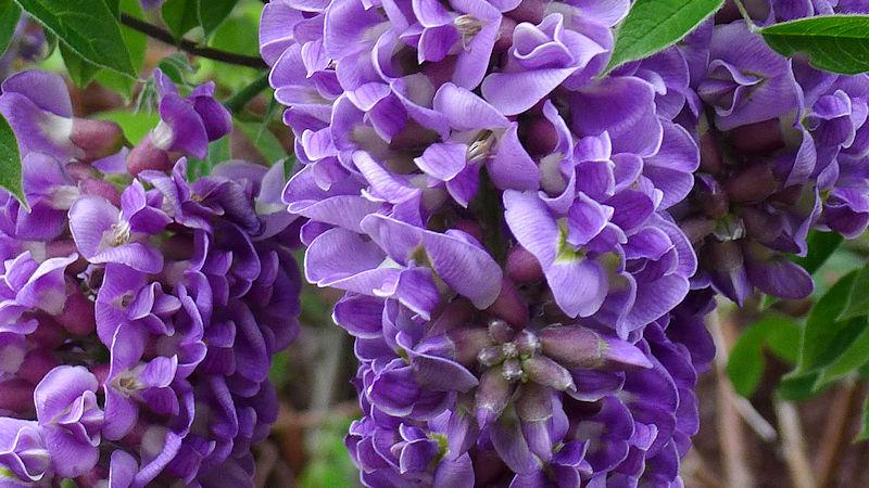 Wisteria Frutescens 'longwood Purple' Staked - View 11 from www redcrocus com