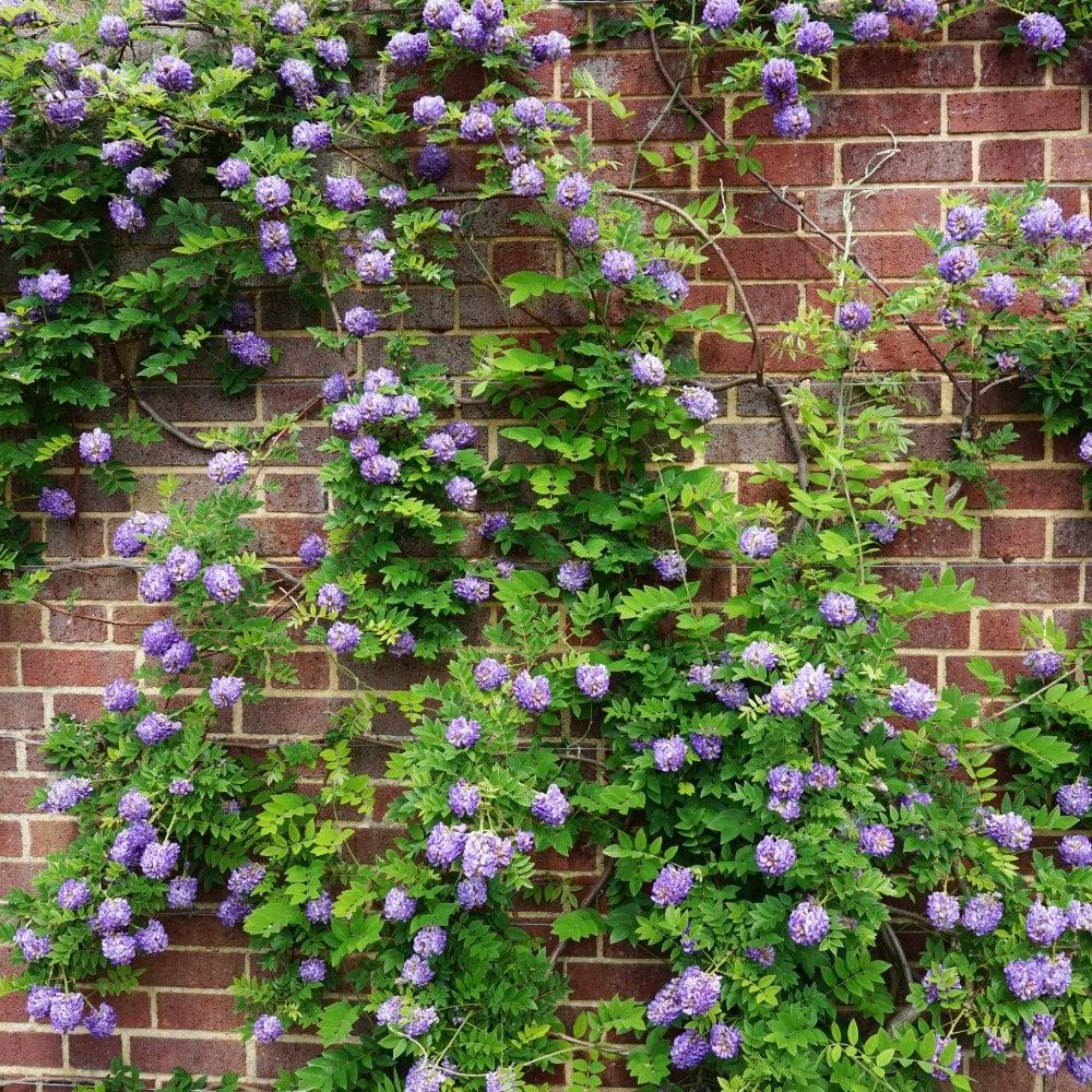 Wisteria Frutescens 'longwood Purple' Staked - View 12 from www redcrocus com