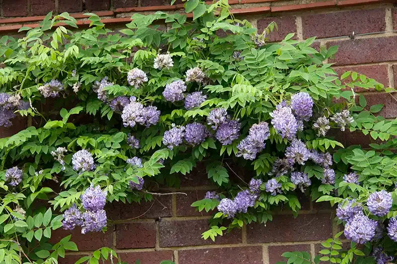 Wisteria Frutescens 'longwood Purple' Staked - View 14 from www redcrocus com