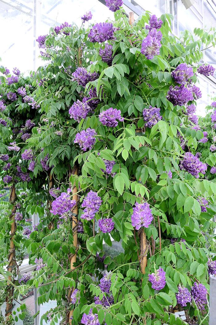 Wisteria Frutescens 'longwood Purple' Staked - View 15 from www redcrocus com