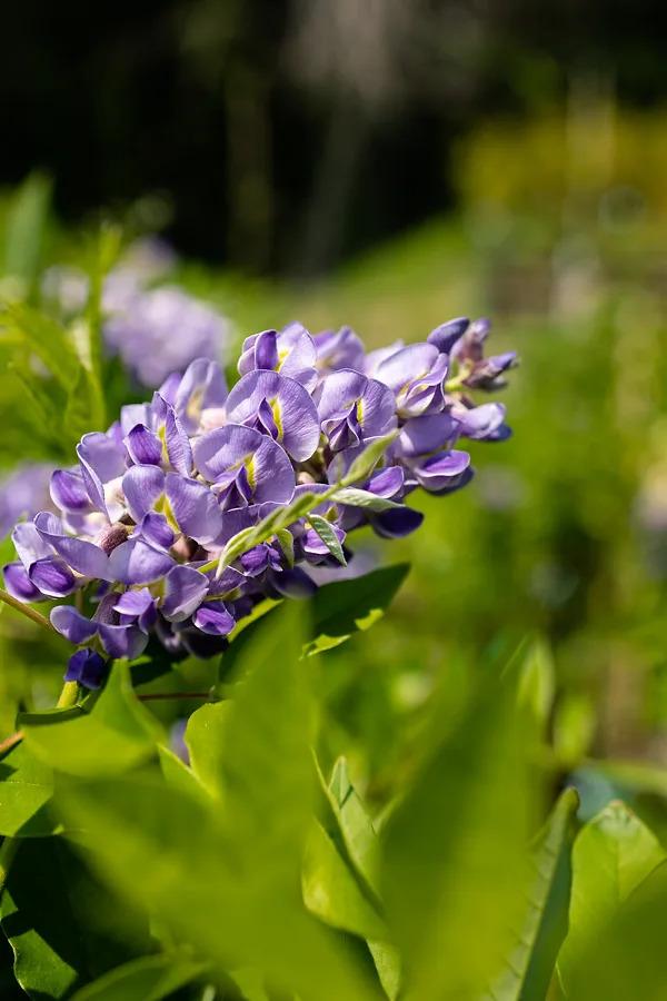 Wisteria Frutescens 'longwood Purple' Staked - View 16 from www redcrocus com