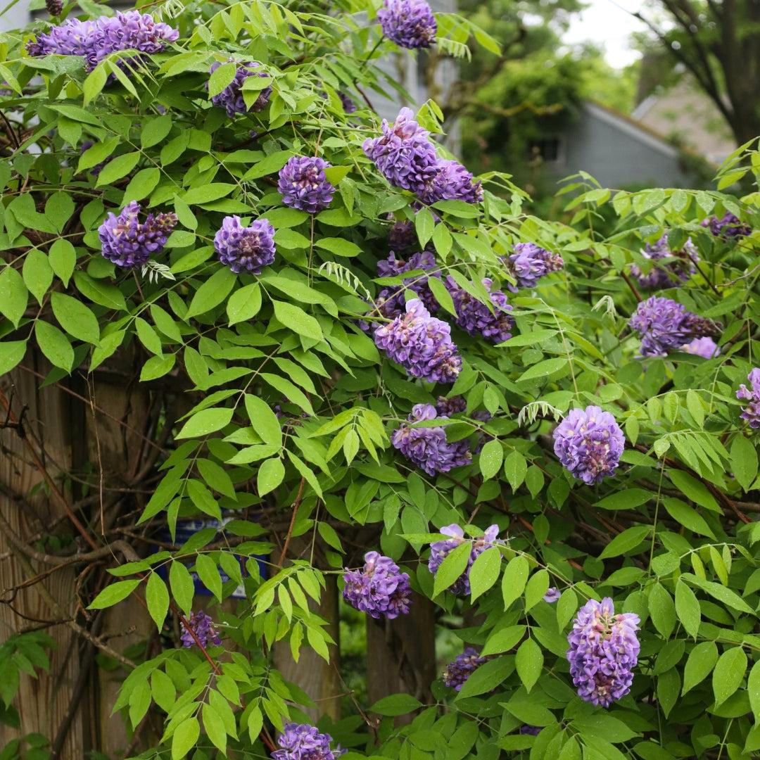 Wisteria Frutescens 'longwood Purple' Staked - View 17 from www redcrocus com