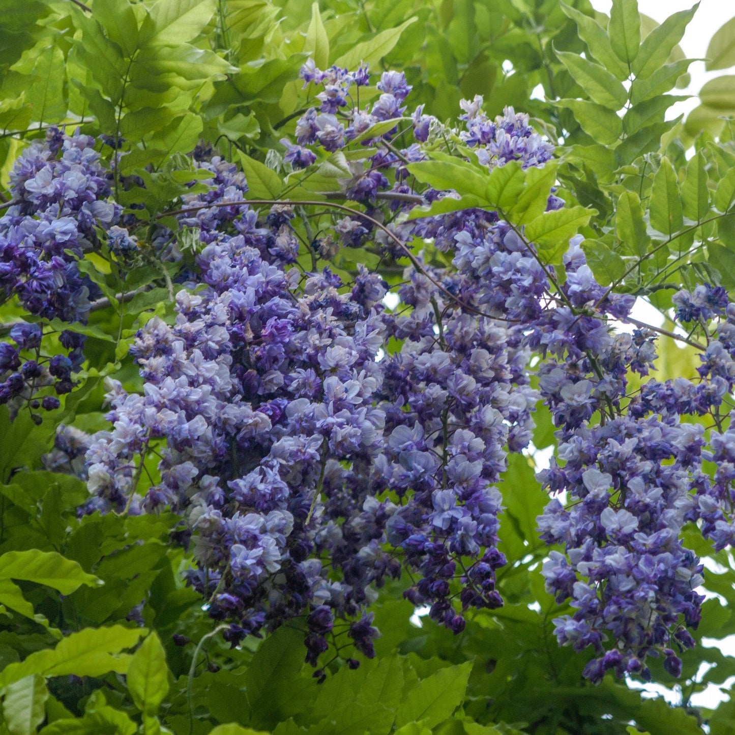 Wisteria Frutescens 'longwood Purple' Staked - View 18 from www redcrocus com