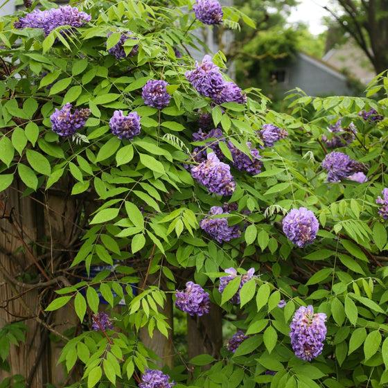 Wisteria Frutescens 'longwood Purple' Staked - View 19 from www redcrocus com