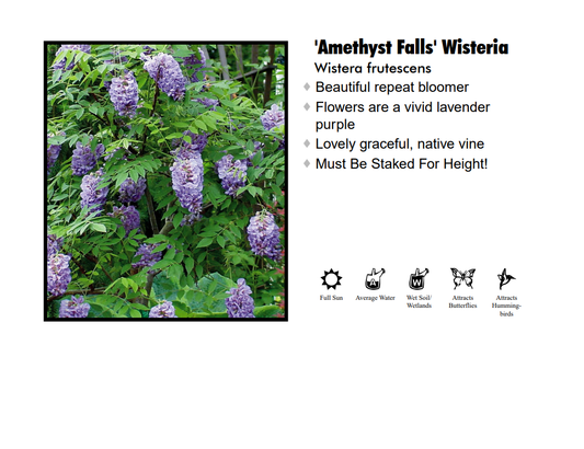 Wisteria Frutescens 'longwood Purple' Staked - View 1 from www redcrocus com
