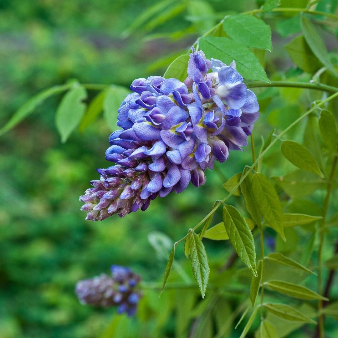Wisteria Frutescens 'longwood Purple' Staked - View 20 from www redcrocus com