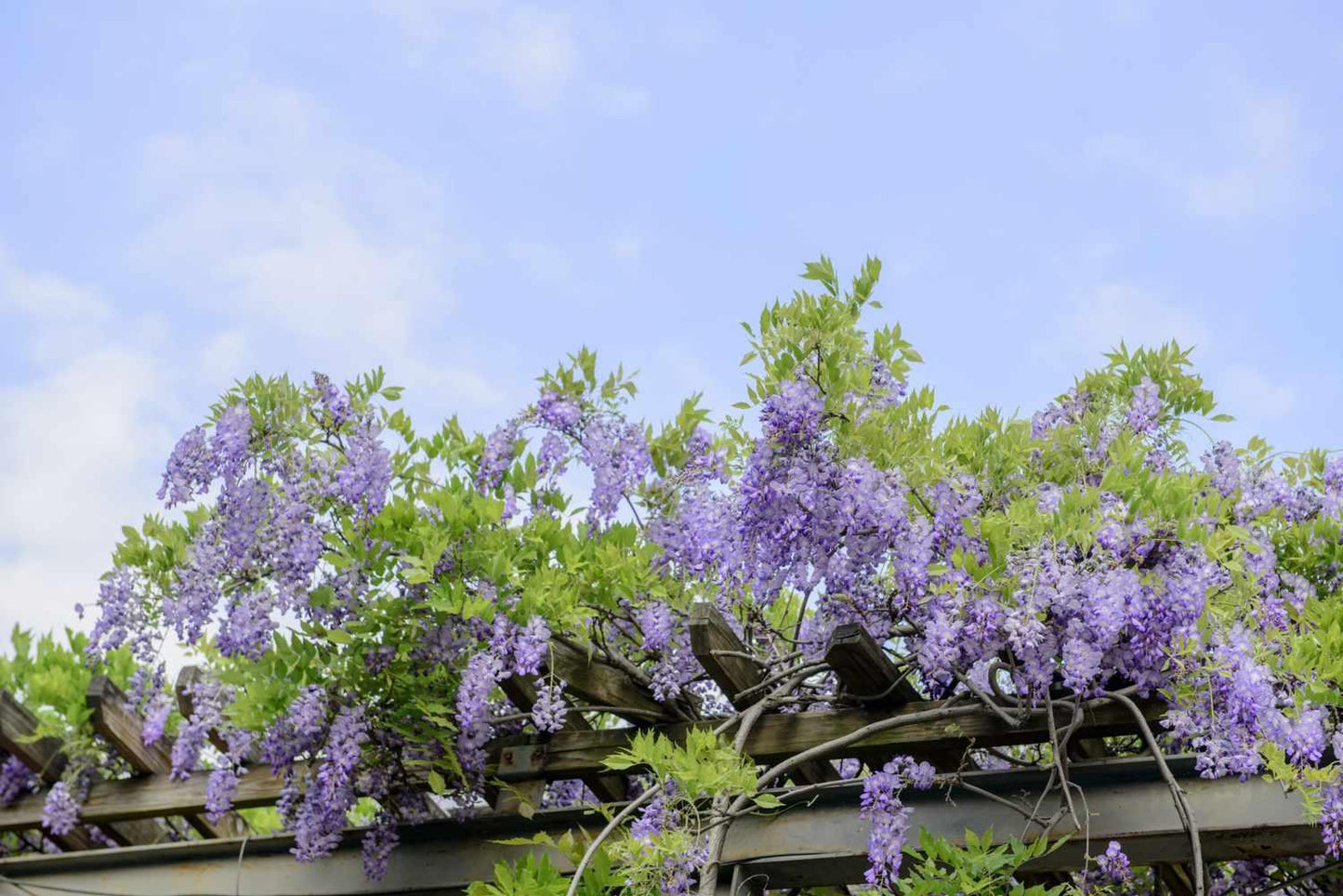 Wisteria Frutescens 'longwood Purple' Staked - View 22 from www redcrocus com
