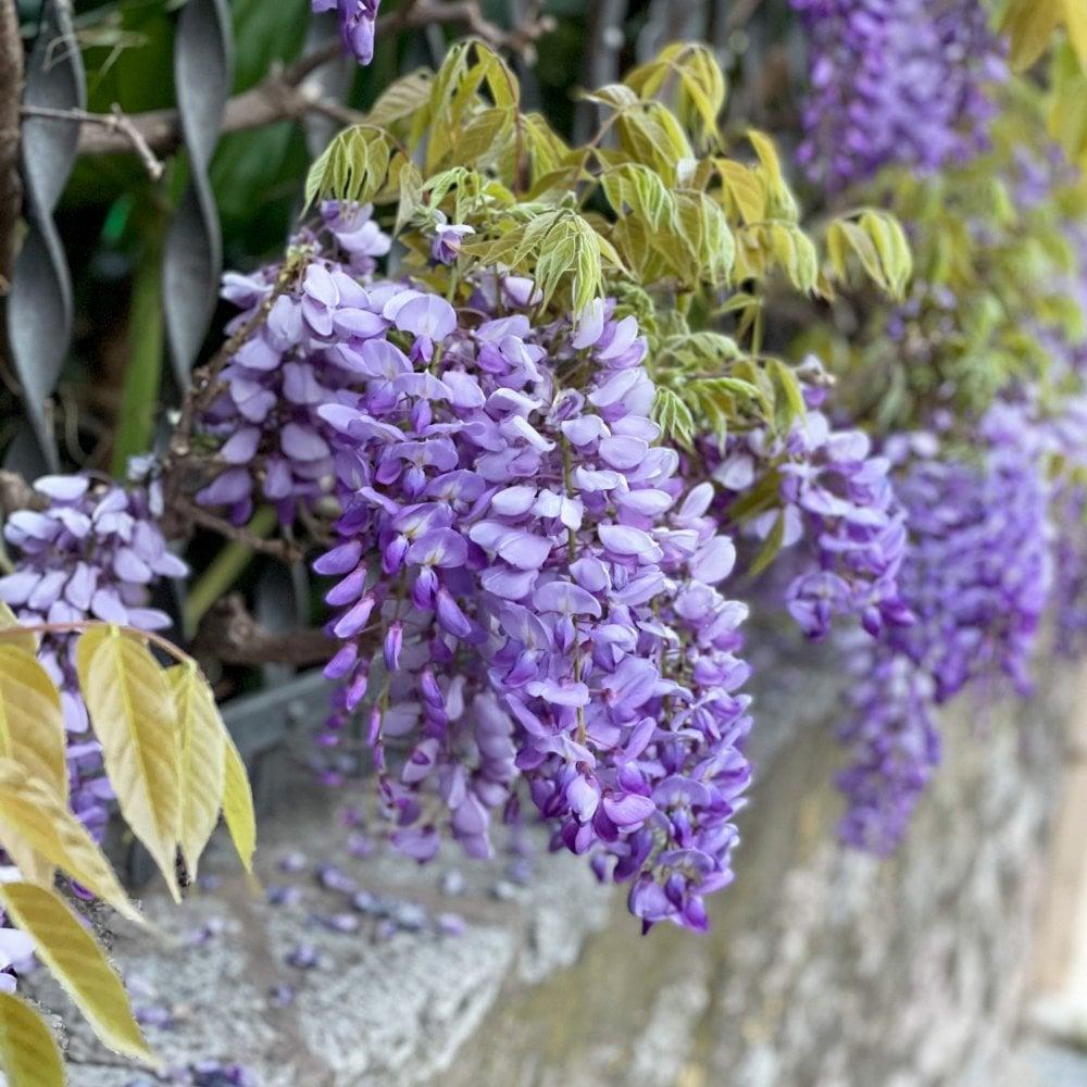 Wisteria Frutescens 'longwood Purple' Staked - View 23 from www redcrocus com