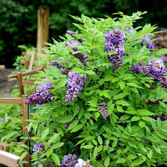 Wisteria Frutescens 'longwood Purple' Staked - View 24 from www redcrocus com