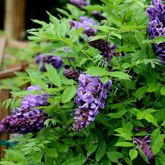 Wisteria Frutescens 'longwood Purple' Staked - View 26 from www redcrocus com
