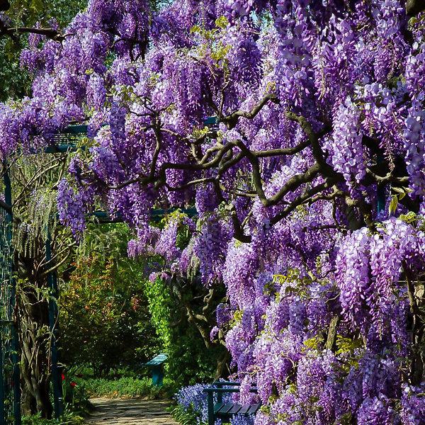 Wisteria Frutescens 'longwood Purple' Staked - View 29 from www redcrocus com