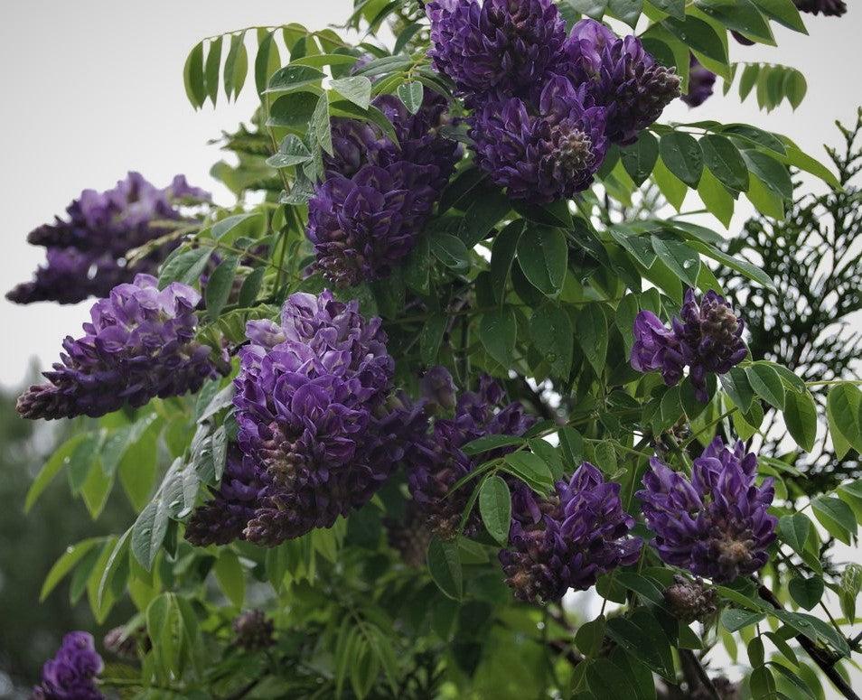 Wisteria Frutescens 'longwood Purple' Staked - View 2 from www redcrocus com
