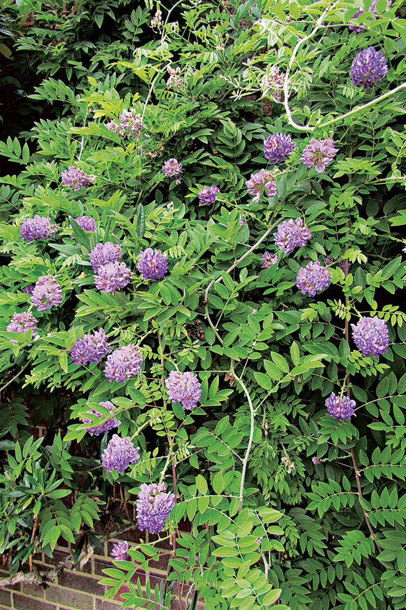 Wisteria Frutescens 'longwood Purple' Staked - View 30 from www redcrocus com