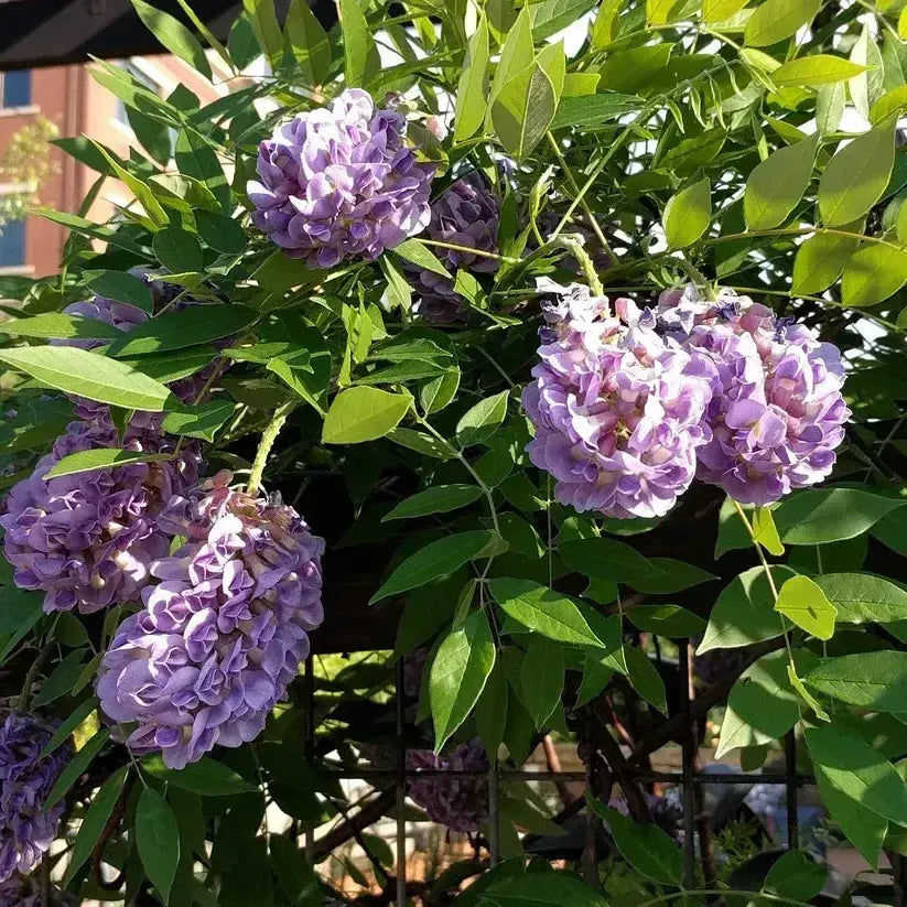 Wisteria Frutescens 'longwood Purple' Staked - View 32 from www redcrocus com