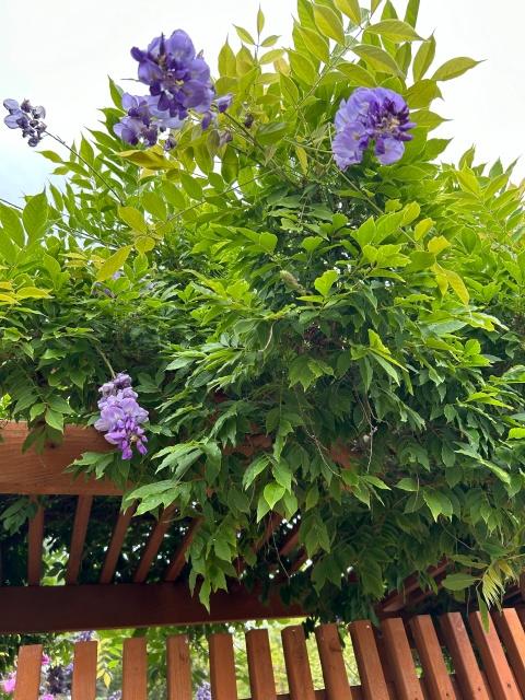 Wisteria Frutescens 'longwood Purple' Staked - View 33 from www redcrocus com